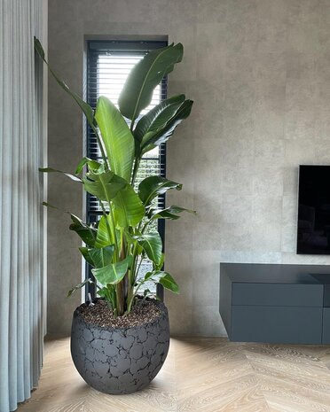 LAVA | Natural Black - NU PUUR & GROEN B.V.