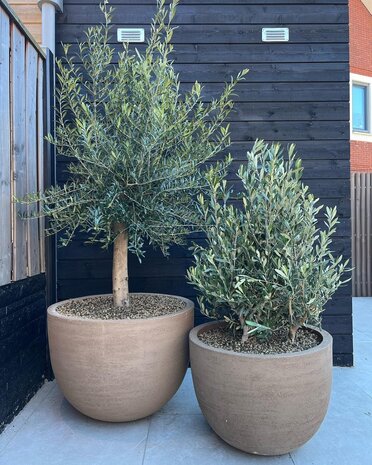 DOMANI TEXEL | Natural Gray 70 DOMANI TEXEL | Natural Gray 70