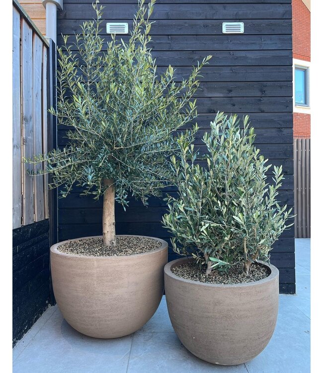 DOMANI TEXEL | Naturgrau 85