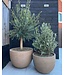 DOMANI TEXEL | Natural Grey 85