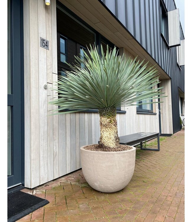 DOMANI TEXEL | Gris naturel 120