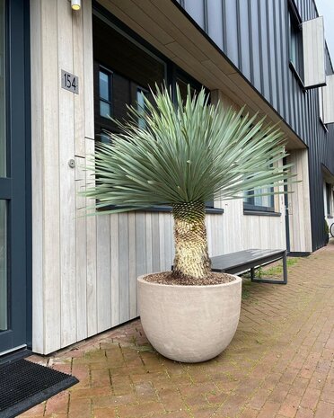 DOMANI TEXEL | Natural Grey 60 DOMANI TEXEL | Natural Grey 60