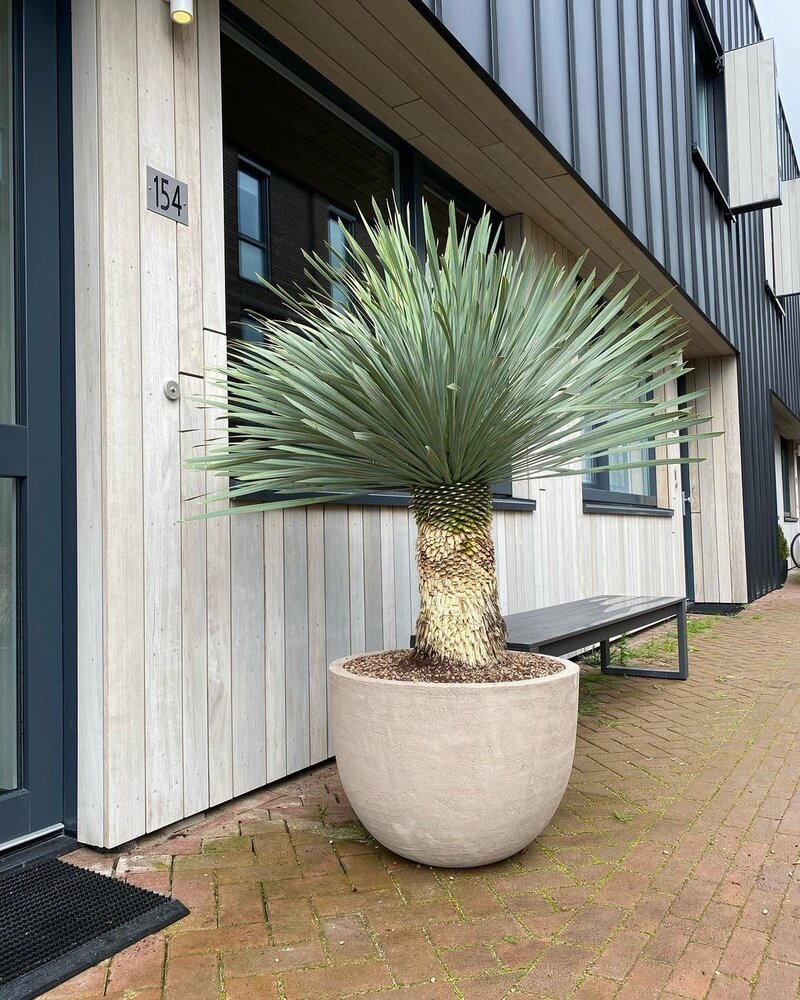 DOMANI TEXEL | Grigio Naturale 50 DOMANI TEXEL | Grigio Naturale 50