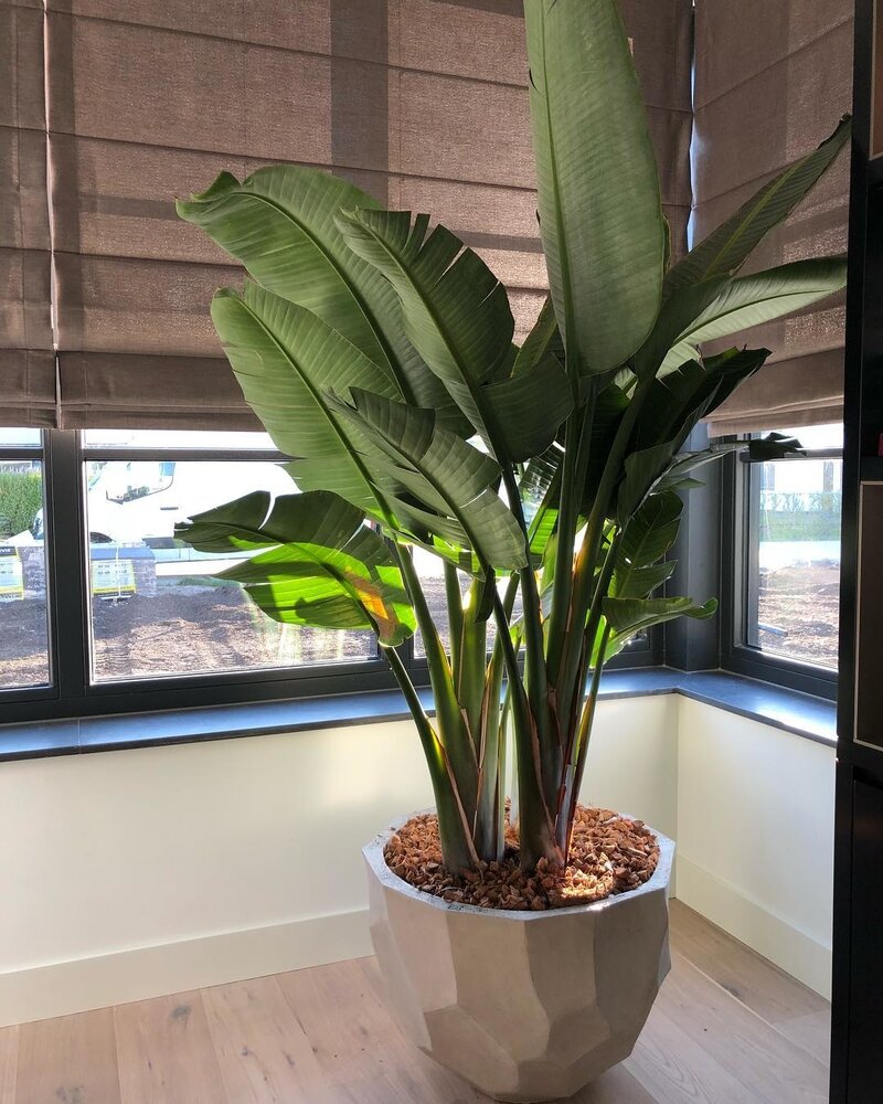 DOMANI BILBAO | Naturweiß DOMANI BILBAO | Naturweiß