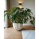 DOMANI BILBAO | Natural White DOMANI BILBAO | Natural White