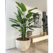 DOMANI BILBAO | Natural White 60 DOMANI BILBAO | Natural White 60