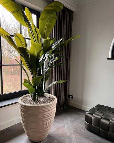 DOMANI DALA | Natural White 110 DOMANI DALA | Natural White 110