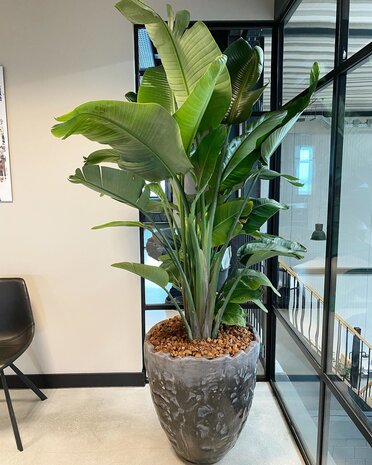 DOMANI LUANDA | Black Metallic 64 DOMANI LUANDA | Black Metallic 64