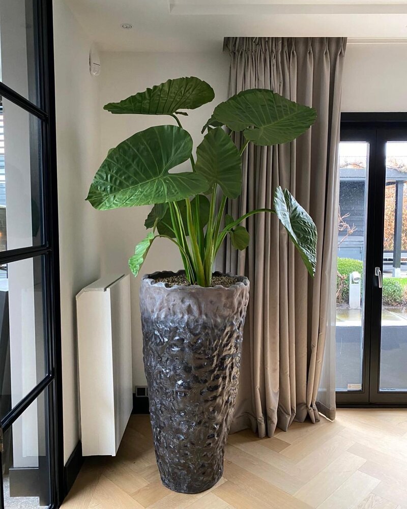 DOMANI LUANDA | Noir métallisé 80 DOMANI LUANDA | Noir métallisé 80