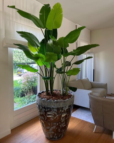 DOMANI LUANDA | Bronzo 44 DOMANI LUANDA | Bronzo 44