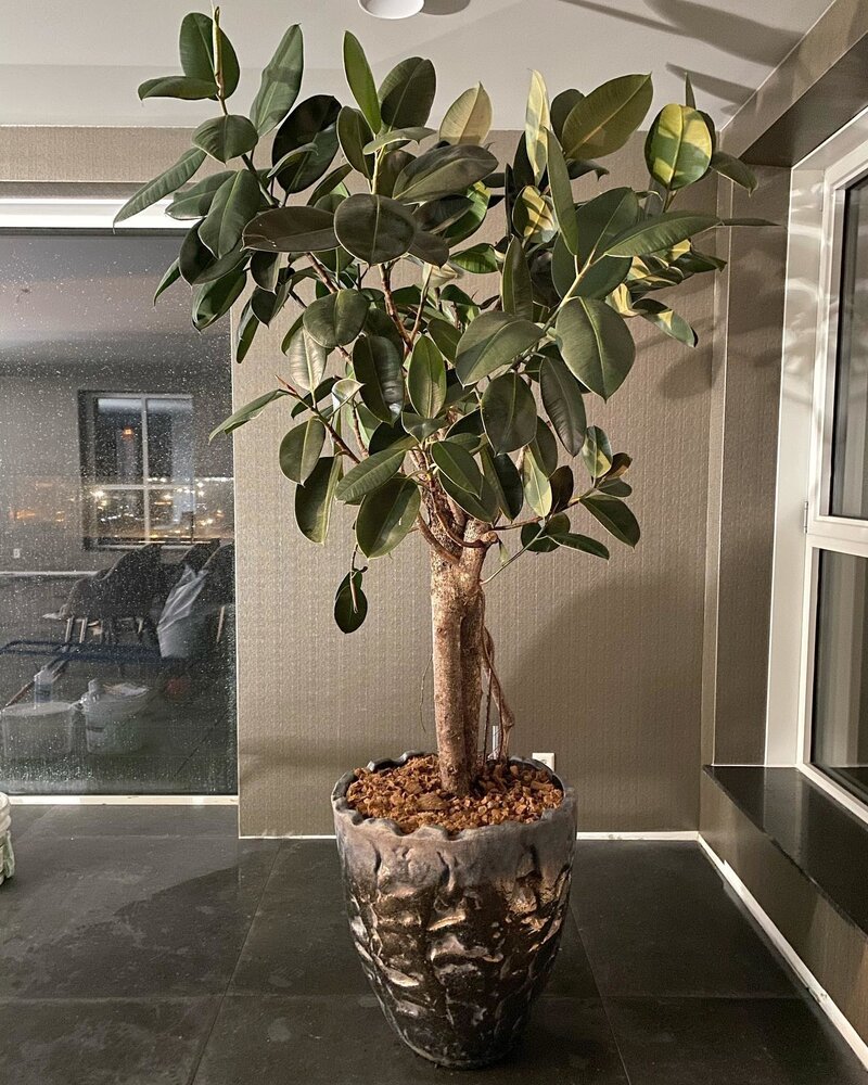 DOMANI LUANDA | Bronzo 80 DOMANI LUANDA | Bronzo 80