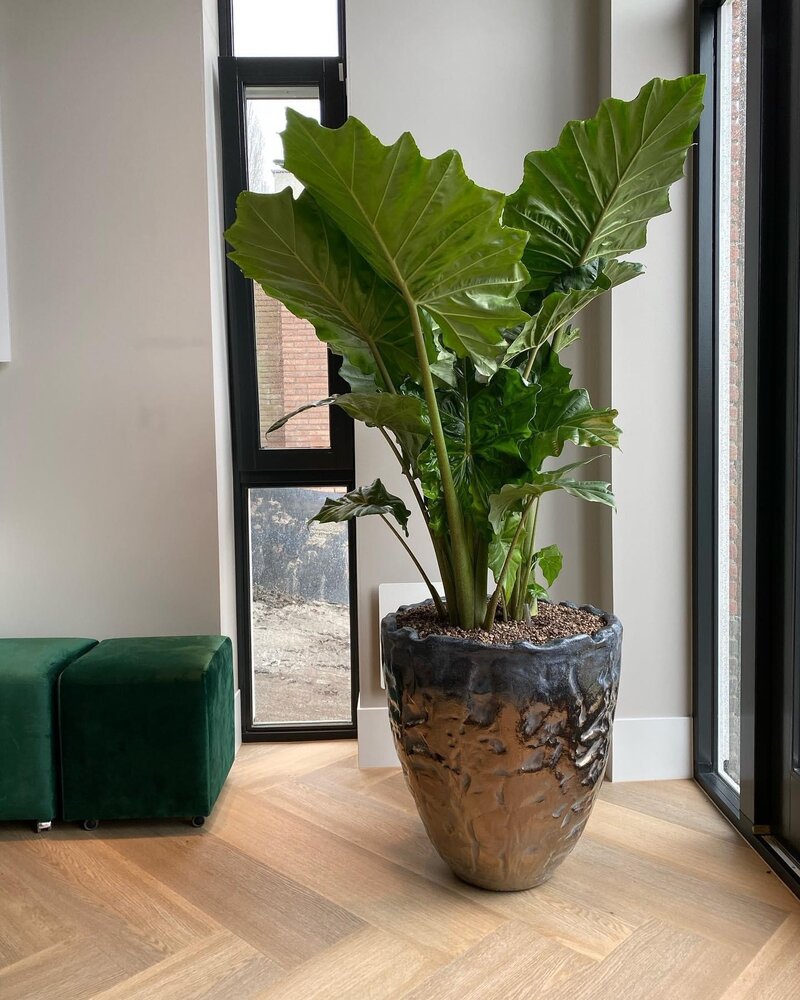 DOMANI LUANDA | Bronze 80 DOMANI LUANDA | Bronze 80