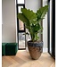 DOMANI LUANDA | Bronze 80