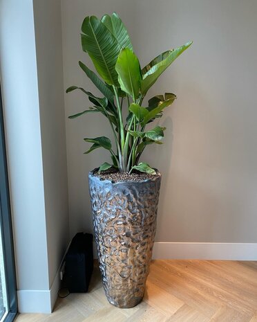 DOMANI LUANDA | Bronze 110 DOMANI LUANDA | Bronze 110