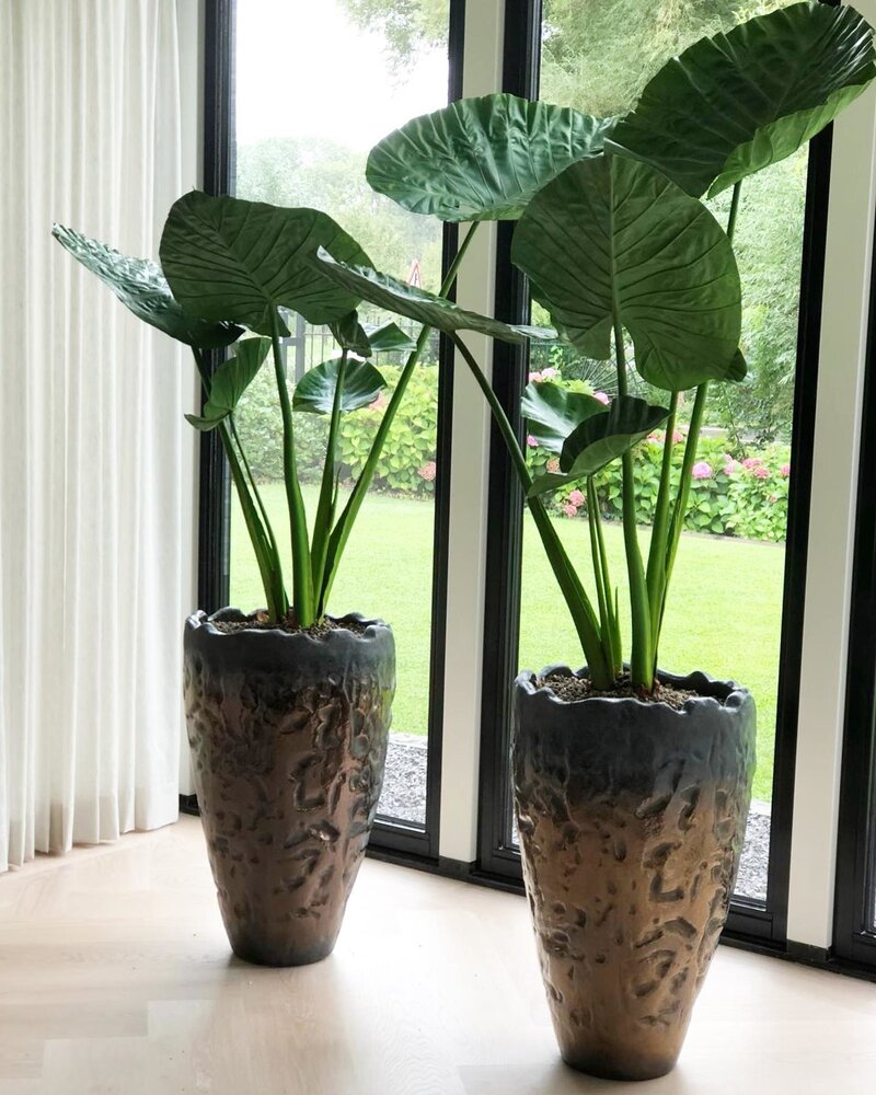 DOMANI LUANDA | Bronce 135 DOMANI LUANDA | Bronce 135