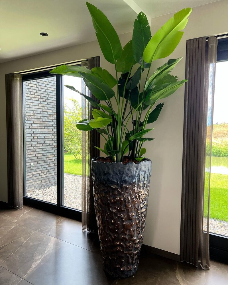 DOMANI LUANDA | Bronce 135 DOMANI LUANDA | Bronce 135