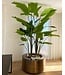 Royal Botania Cuprum ronde plantenbak Ø 90 cm