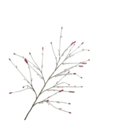 SILK-KA Pimpinela Rama Rosa | 146cm