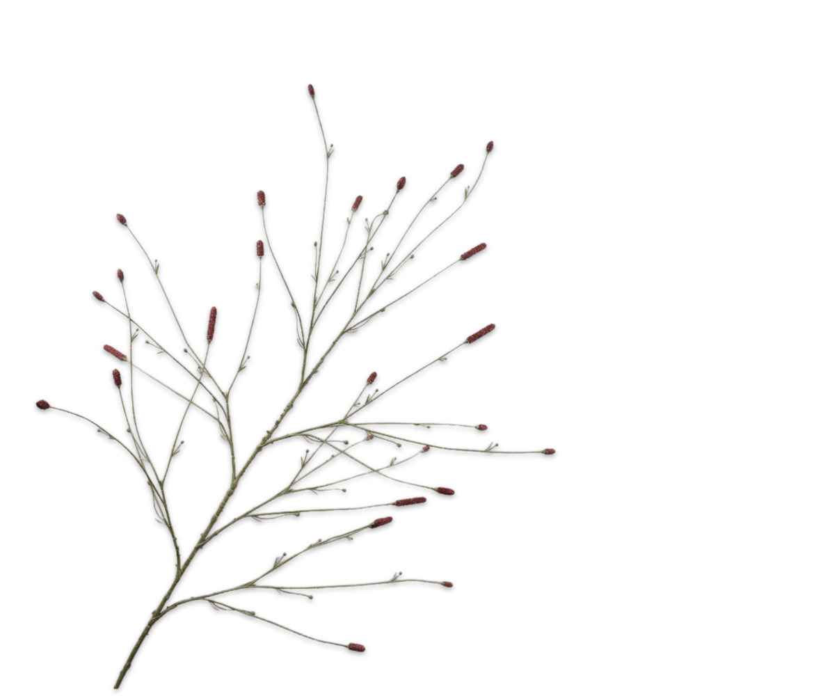 SILK-KA Sucursal Pimpinela Burdeos | 146cm SILK-KA Sucursal Pimpinela Burdeos | 146cm