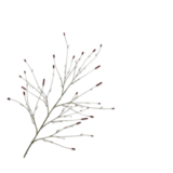 SILK-KA Branche Mouron Bordeaux | 146cm SILK-KA Branche Mouron Bordeaux | 146cm