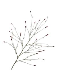 SILK-KA Pimpernel Branch Bordeaux | 146cm SILK-KA Pimpernel Branch Bordeaux | 146cm