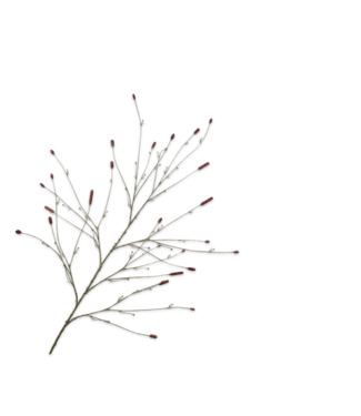 SILK-KA Sucursal Pimpinela Burdeos | 146cm