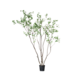 SILK-KA Bucida Verde | 274cm SILK-KA Bucida Verde | 274cm