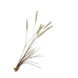 Silk-ka Graszweig grün | 101 cm Silk-ka Graszweig grün | 101 cm
