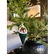 Old World Christmas Sushi Handroll | Kerst Ornament Old World Christmas Sushi Handroll | Kerst Ornament
