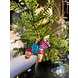 Old World Christmas Piñata | Kerst ornament Old World Christmas Piñata | Kerst ornament