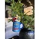 Old World Christmas Beste pappa-krus | julepynt Old World Christmas Beste pappa-krus | julepynt