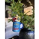 Old World Christmas Bester Papa Becher | Weihnachtsschmuck Old World Christmas Bester Papa Becher | Weihnachtsschmuck