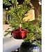Old World Christmas Dutch Oven | Kerst ornament