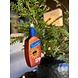 Old World Christmas Sonnenschutz | Weihnachtsschmuck Old World Christmas Sonnenschutz | Weihnachtsschmuck