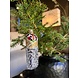 Old World Christmas Burrito | julepynt Old World Christmas Burrito | julepynt