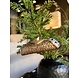 Old World Christmas Cannoli | julepynt Old World Christmas Cannoli | julepynt