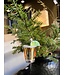 Old World Christmas Chupito de tequila | Decoración navideña