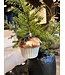 Old World Christmas Blåbærmuffins | julepynt