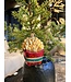 Old World Christmas Pommes frites | julepynt