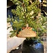 Old World Christmas Taco | Weihnachtsschmuck Old World Christmas Taco | Weihnachtsschmuck
