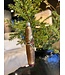 Old World Christmas Zigarre | Weihnachtsschmuck