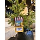 Old World Christmas Limonadekraam | Kerst ornament Old World Christmas Limonadekraam | Kerst ornament