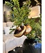 Old World Christmas Portobello | Decoración navideña