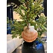 Old World Christmas Sint-jakobsschelp | Kerst ornament Old World Christmas Sint-jakobsschelp | Kerst ornament