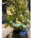 Old World Christmas Tartaruga marina verde | Ornamento di Natale
