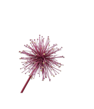 SILK-KA Bellezza dell'acciaio dell'allium | 104cm
