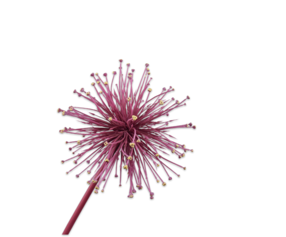 SILK-KA Allium Acier Beauté | 104 cm SILK-KA Allium Acier Beauté | 104 cm