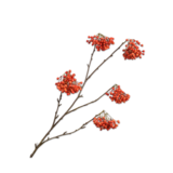 SILK-KA Bærgren Orange | 140 cm