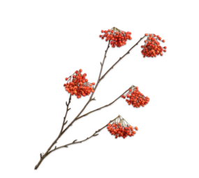 SILK-KA Branche de baies Orange | 140cm SILK-KA Branche de baies Orange | 140cm