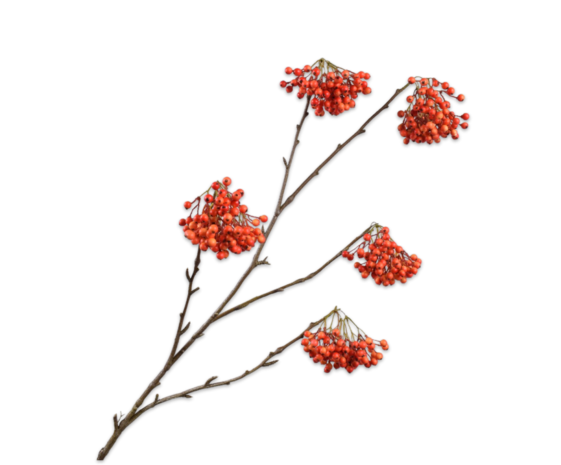 SILK-KA Beerenzweig Orange | 140 cm